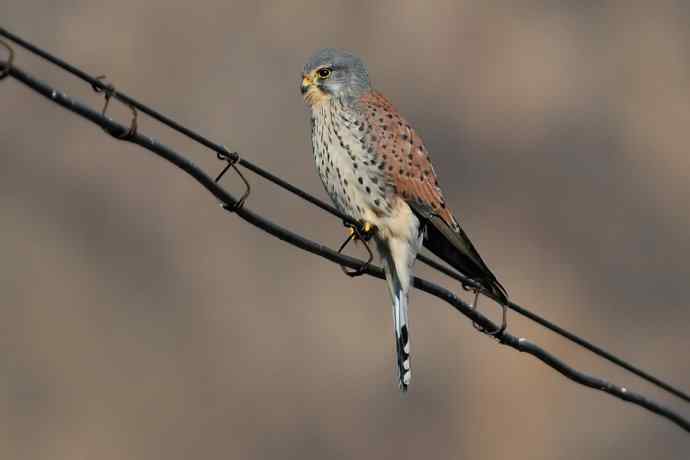 这只红隼很安逸