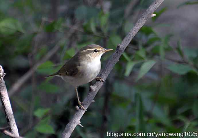 巨嘴柳莺（枝干篇）