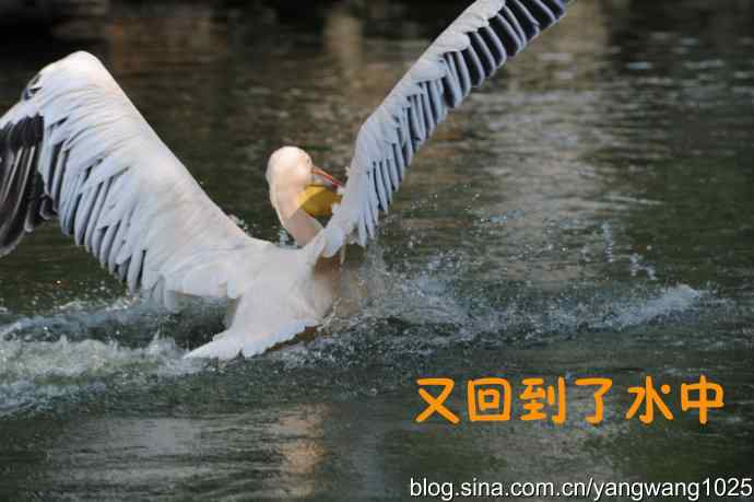 舞（大鹈鹕之舞）