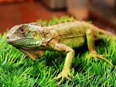 自然奇观：动物大迁徙(绿鬣蜥）