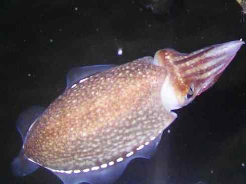 自然奇观：动物大迁徙(乌贼）