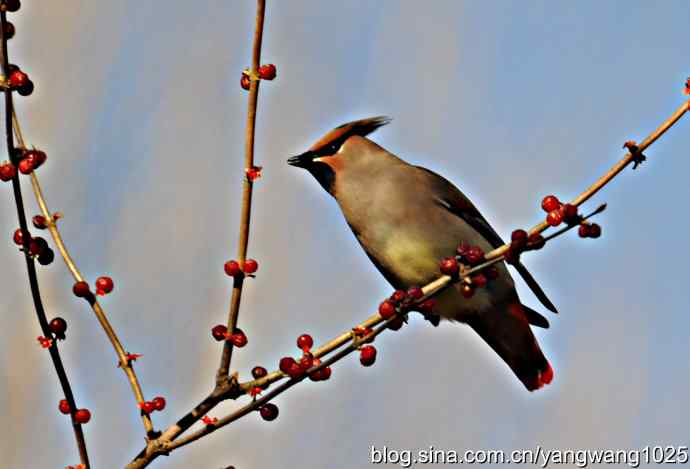 太平鸟（抓拍）2