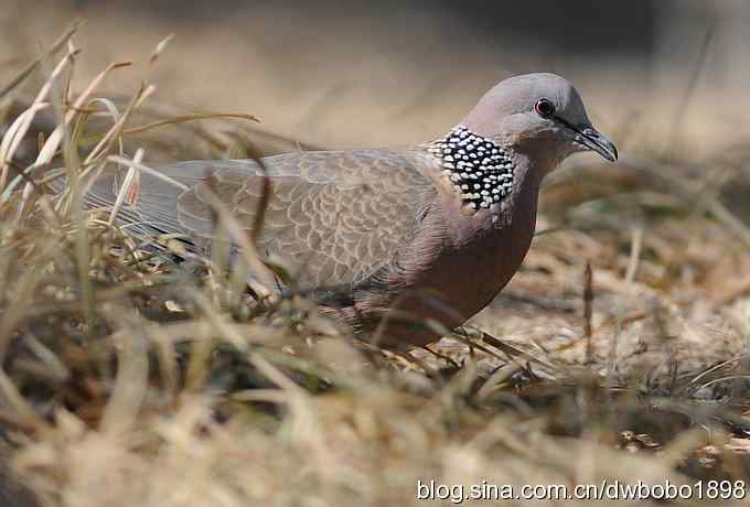 赤颈鸫和珠颈斑鸠