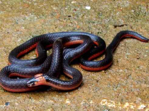 龙：传说的兽原型探秘（环蛇类）