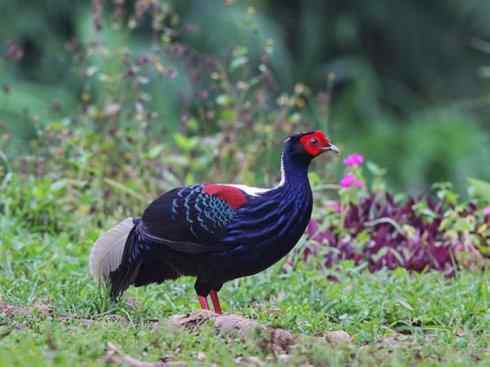 凤凰：传说中的鸟原型探秘（鹇）