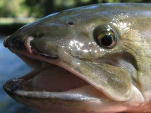 鱼类活化石：弓鳍鱼