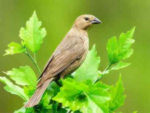 家禽驯化之源之二十二