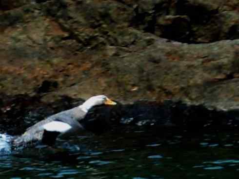 白头鸟系列:另类的美丽9 白头鸟系列:另类的美丽9