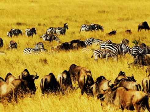 自然奇观：动物大迁徙(非洲大迁徙)