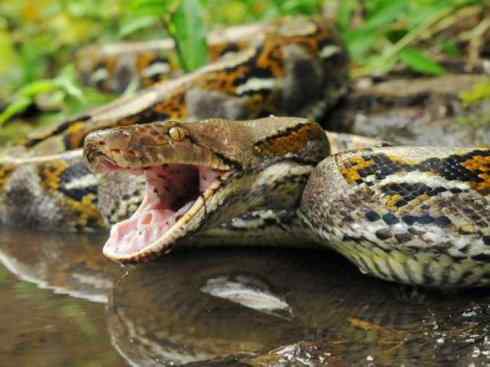 龙：传说的兽原型探秘（蟒蛇类）