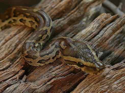 龙：传说的兽原型探秘（蟒蛇类）