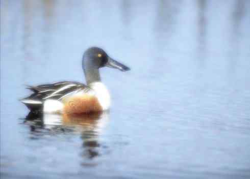 猎奇：奇特的鸟喙之八(重发之黑琵鹭)