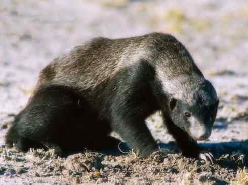 十大喜食蜂蜜动物：蜜獾