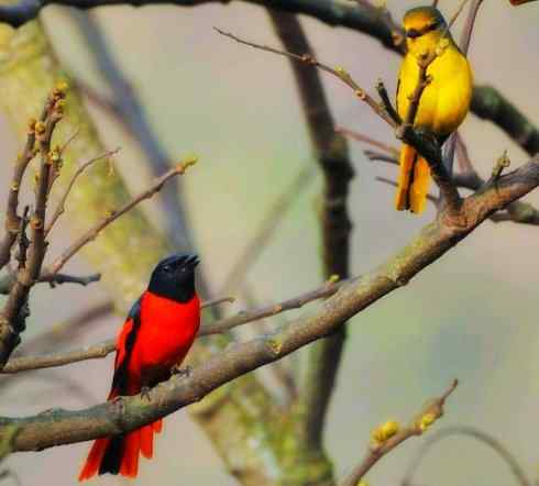 美丽无罪：雀鸟之山椒鸟