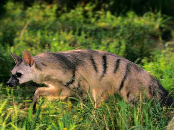 盘点十二大著名食蚁动物：土狼