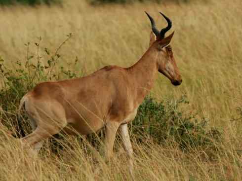 麒麟：传说的兽原型探秘（狷羚）