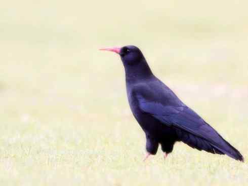 奇特的盔：厚嘴渡鸦