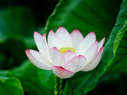 鱼类活化石：美洲肺鱼