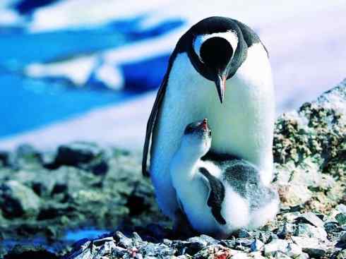 猎奇：十大奇异鸟类之三