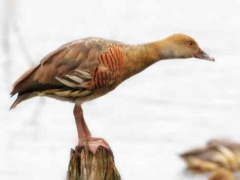 欣赏:美丽的树鸭 欣赏:美丽的树鸭