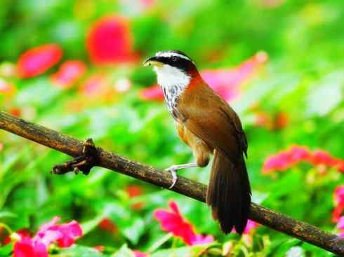 美丽无罪：雀鸟之绿鹛