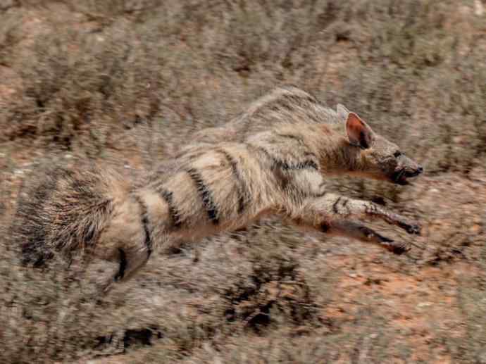 盘点十二大著名食蚁动物：土狼