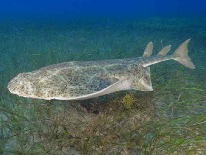 鱼类活化石：魔鬼鲨