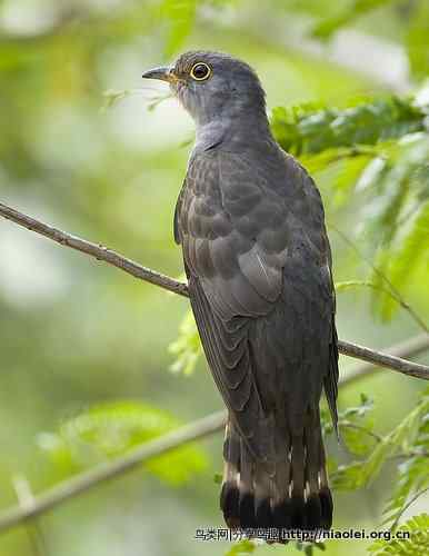 廖耿能讲杜鹃 廖耿能讲杜鹃