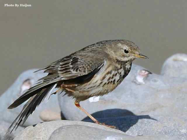 猎艳(红尾水鸲与白顶溪鸲) 猎艳(红尾水鸲与白顶溪鸲)