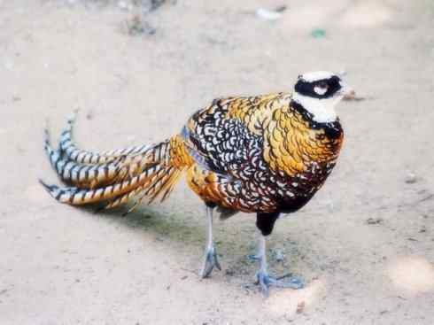 家禽驯化之源之八