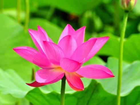 鱼类活化石：美洲肺鱼