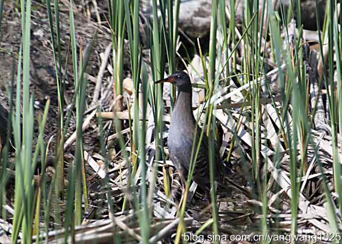 芦苇丛中的秧鸡 wbr2