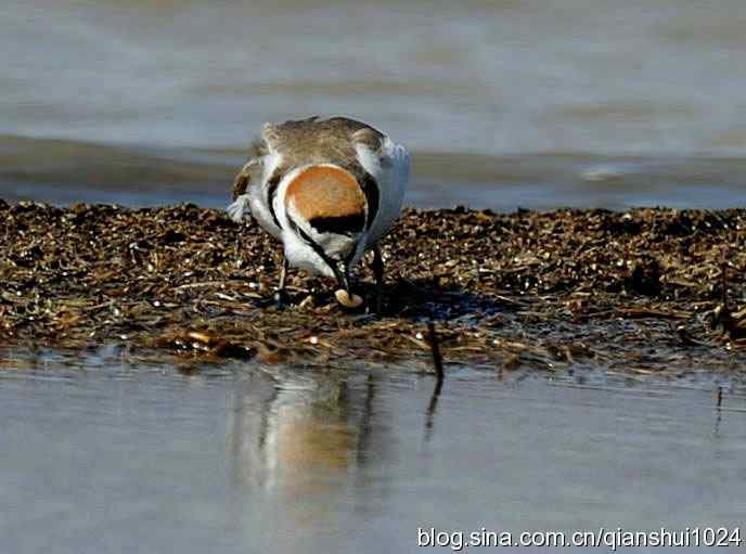 野鸭湖新拍小鸟.环颈鸻