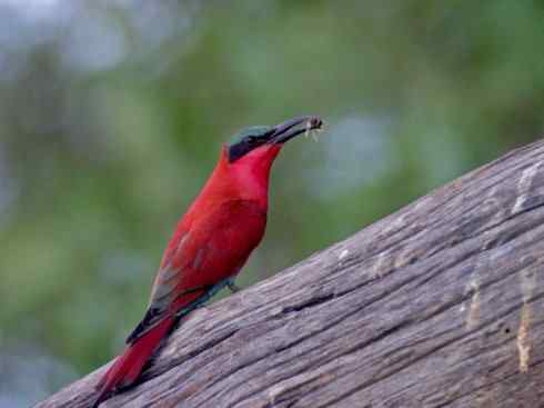 极品红色鸟类：红蜂虎