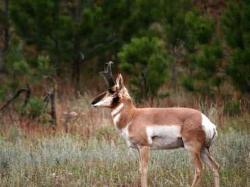 麒麟：传说的兽原型探秘（叉角羚）