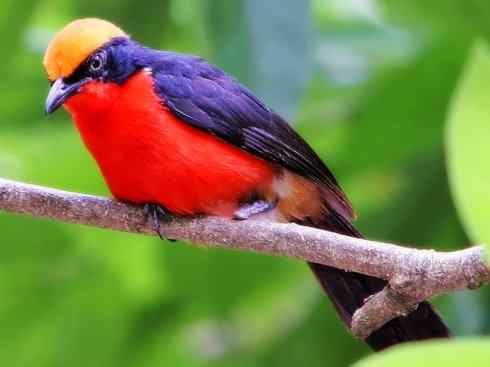 美丽的伯劳鸟介绍[图组]