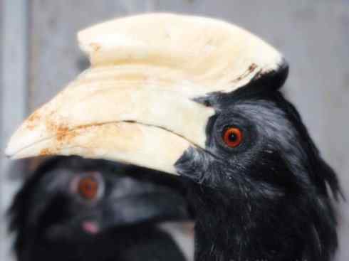 猎奇：奇特的鸟喙之三