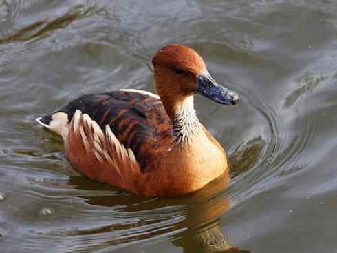 欣赏:美丽的树鸭 欣赏:美丽的树鸭
