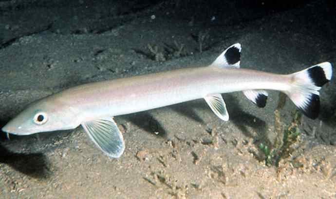 鱼类活化石：虱目鱼
