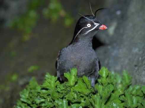 奇特的盔：角嘴海雀