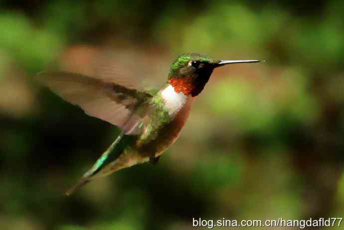 美国鸟类摄影——红玉喉北蜂鸟(7)