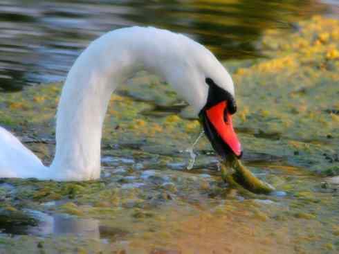 家禽驯化之源之十一