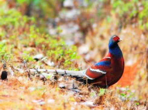 家禽驯化之源之八