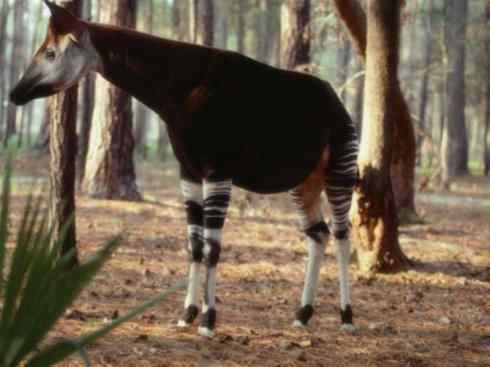 独角兽：传说的兽原型探秘（霍加狓）