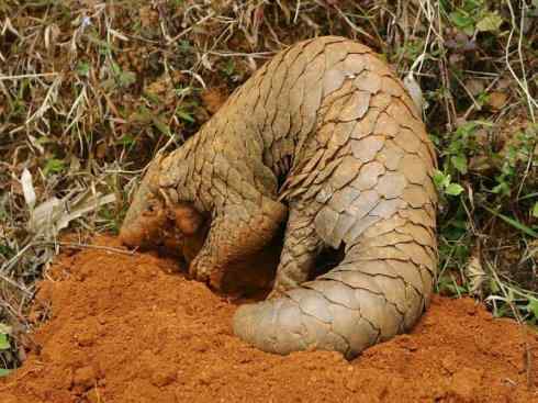 动物世界：山寨还是原创之六