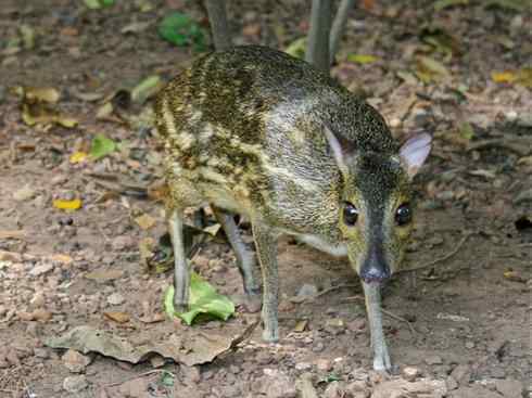 麒麟：传说的兽原型探秘（长颈鹿）