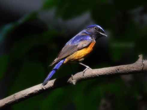 美丽无罪：雀鸟之仙鹟