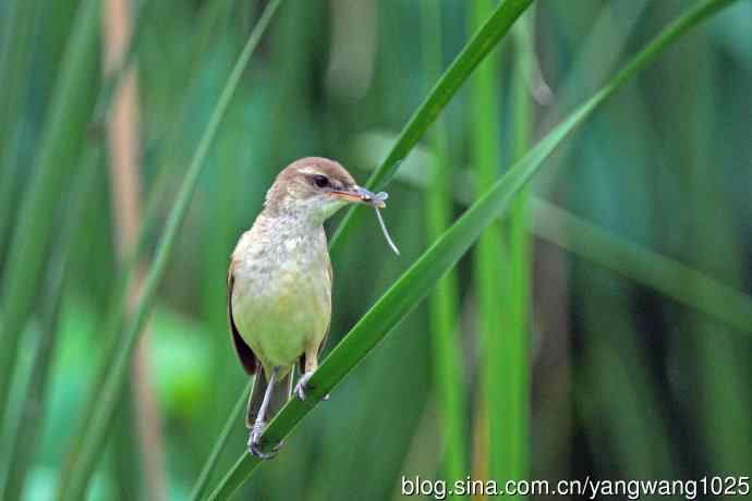 捕捉到豆娘的东方大苇莺
