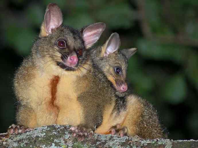 犬科：狐亚科灰狐属之灰狐、岛屿灰狐