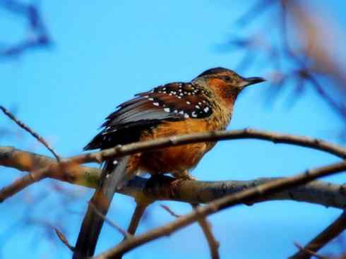 美丽无罪：雀鸟之噪鹛